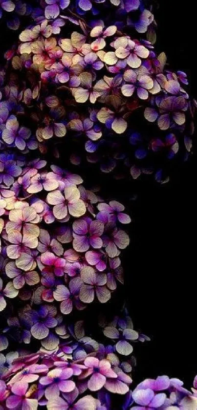 Purple hydrangea flower wallpaper with dark background.