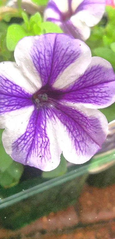 Close-up of a vibrant purple petunia flower with lush green leaves.