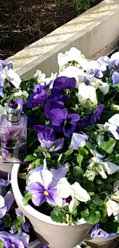 Purple and white floral arrangement in pots with perfume bottle.