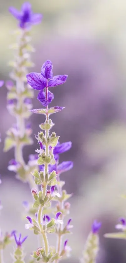 Purple flowers with a blurred natural background, perfect for a calming wallpaper.