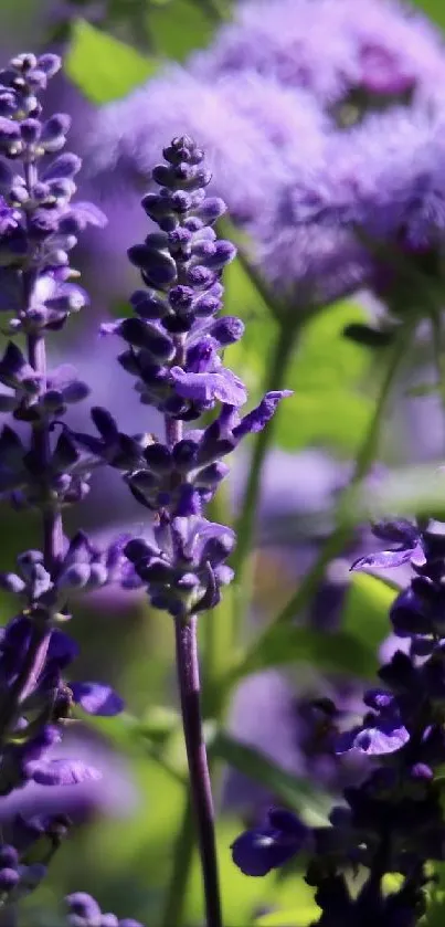 Vibrant purple flowers with green leaves in spring sunlight.