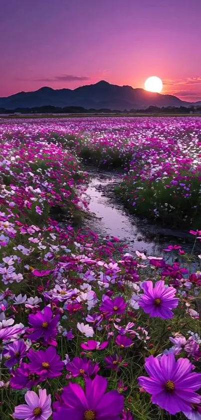 Purple flowers at sunset over a tranquil field with a distant mountain view.