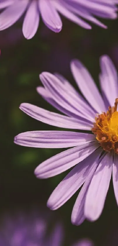 Close-up of a purple flower with yellow center on a mobile wallpaper.