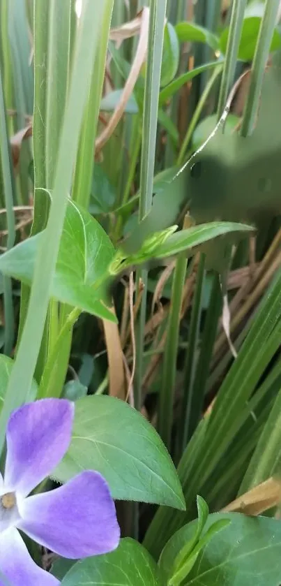 Purple flower among green leaves wallpaper for mobile screen.