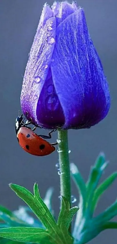 Purple flower bud with ladybug mobile wallpaper