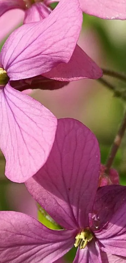 Pink-purple flowers in bloom, vibrant and elegant, for mobile wallpaper.