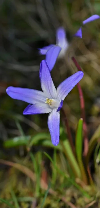 Purple flower blossom in natural setting with blurred background.