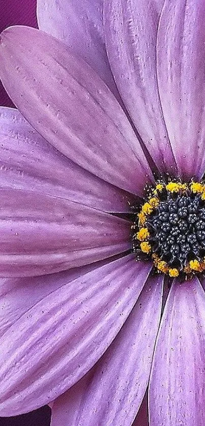 Closeup of a vibrant purple flower with detailed petals and center.