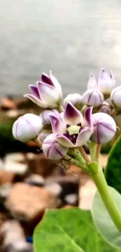 Close-up of purple flowers by a calm lakeside.