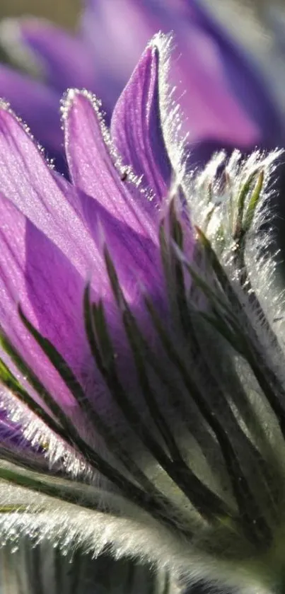 Close-up of a purple flower with delicate petals.