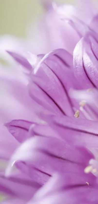 Close-up of a purple flower with soft focus petals.