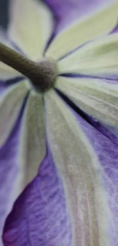 Close-up of a purple flower showing intricate petal details and soft hues.