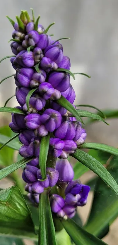 Close-up of a vibrant purple flower with lush green leaves.