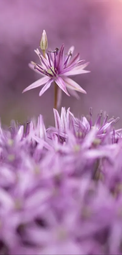 A close-up view of a delicate purple flower with a soft focus background.