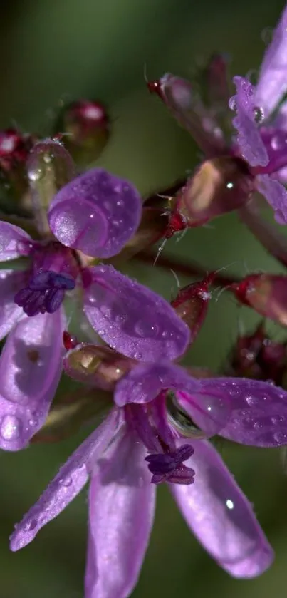 Close-up of a vibrant purple flower with water droplets on petals.