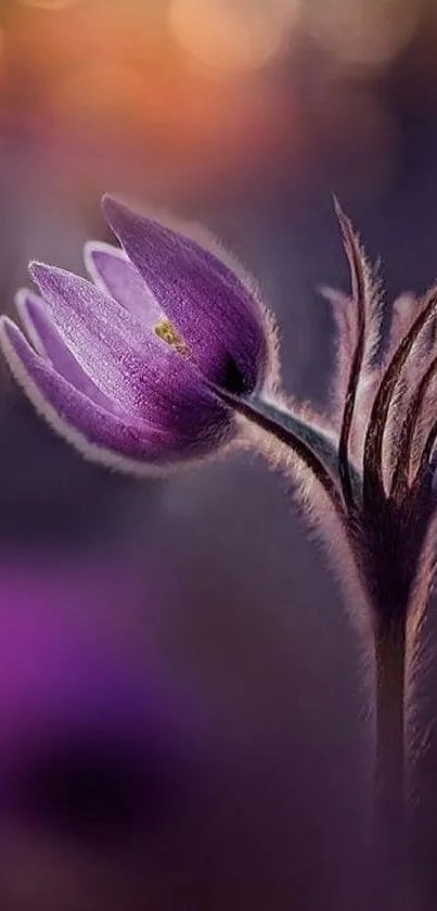 Close-up of a purple flower in soft, warm lighting.