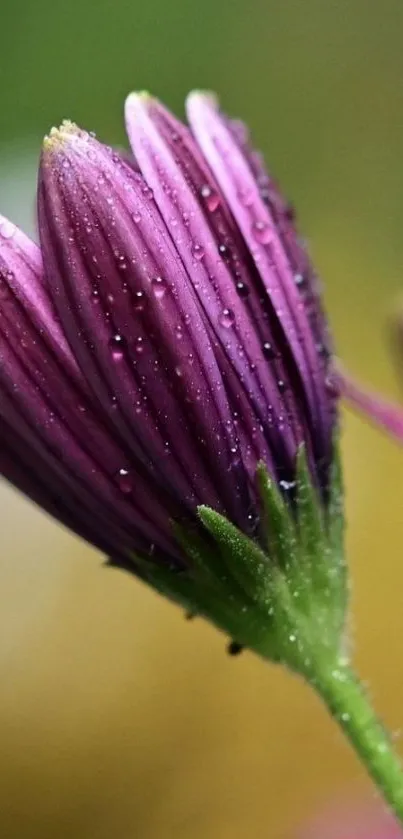 Close-up of purple flower with dewdrops, perfect for wallpaper