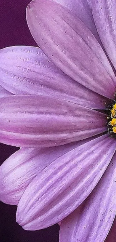 Purple flower close-up with vibrant petals on a mobile wallpaper.