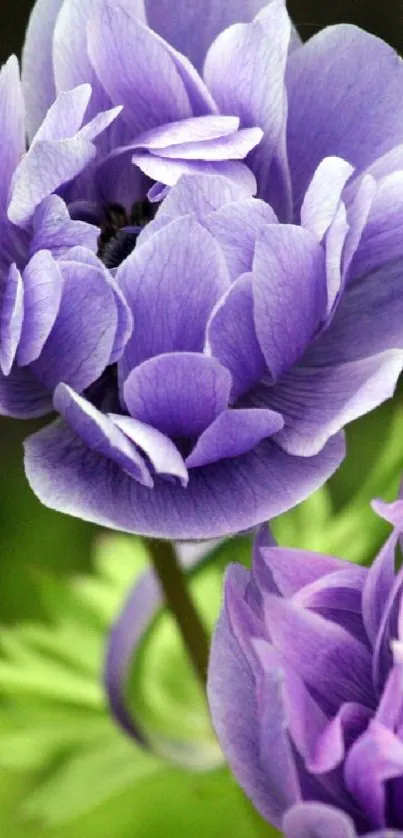 Purple flowers with green leaves, vibrant mobile wallpaper.