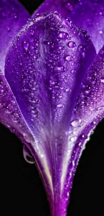 Close-up of a vibrant purple flower with dewdrops on petals.