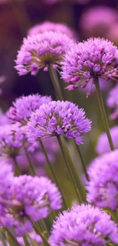 Purple allium flowers creating an elegant mobile wallpaper.