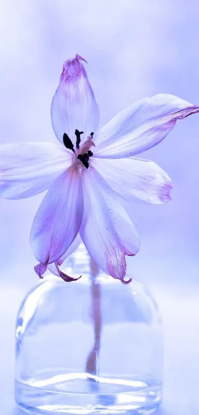 Delicate purple flower in a glass vase with lavender background.