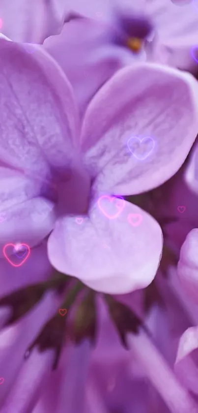 Purple flower wallpaper with heart lights and vibrant petals.