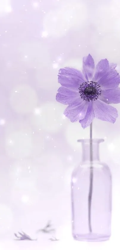 Purple flower in a glass vase against a dreamy lavender background.