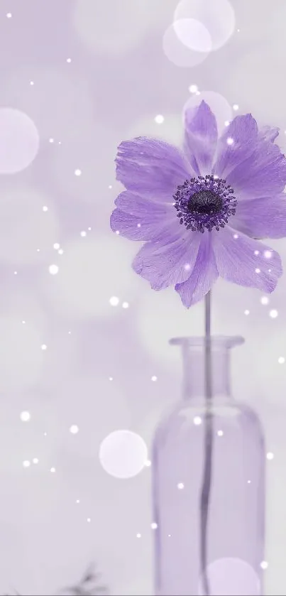 Purple flower in glass vase with dreamy bokeh background.