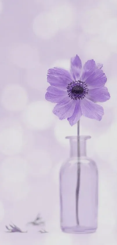 Purple flower in glass vase with bokeh background, mobile wallpaper.