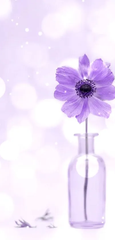 Lavender flower in a glass vase, minimalist design.