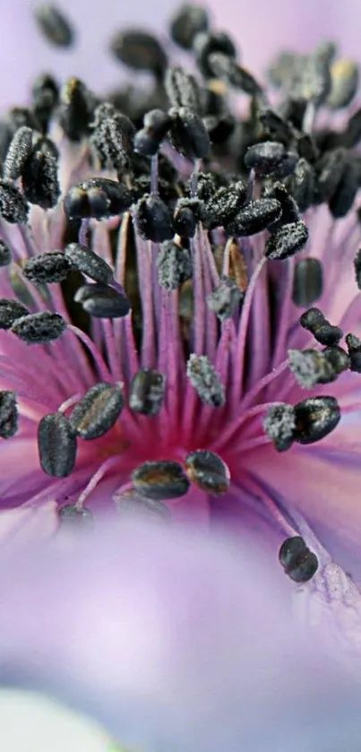 Close-up of a vibrant purple flower macro with detailed petals.