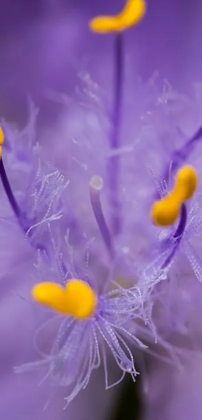 Macro shot of a purple flower with intricate details and yellow accents.