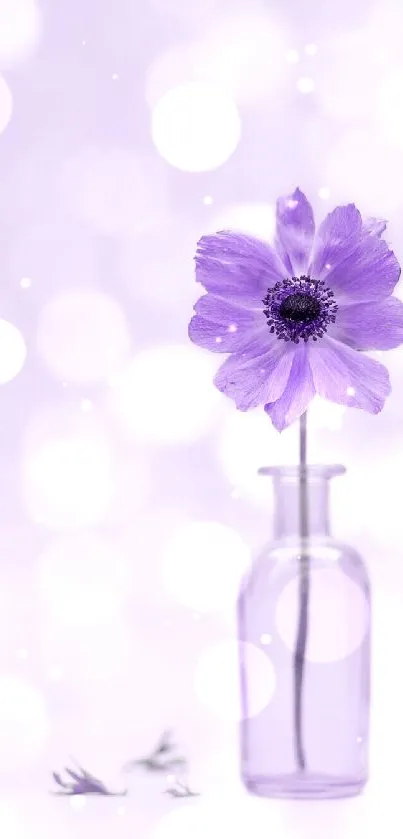 Delicate purple flower in a vase with soft bokeh background.