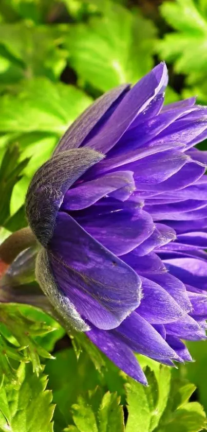 Vibrant purple flower with green leaves.