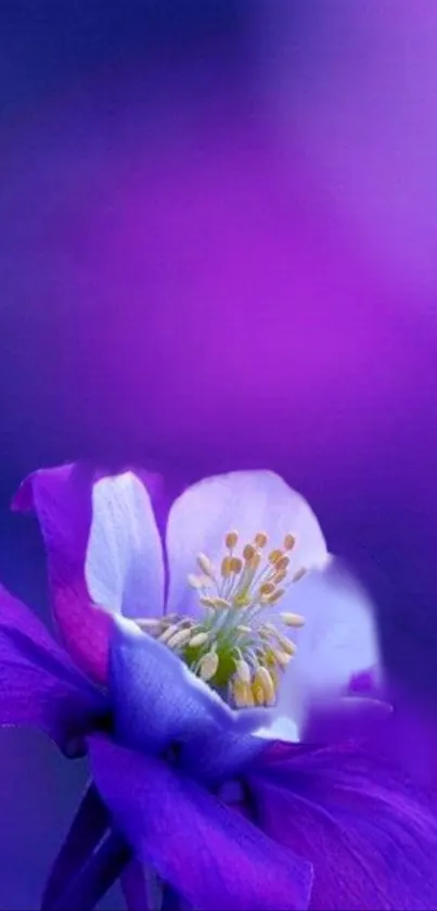 Vibrant purple flower wallpaper for mobile screens.