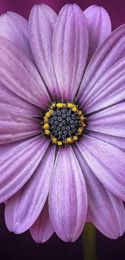 Close-up of a purple daisy flower on a dark violet background.