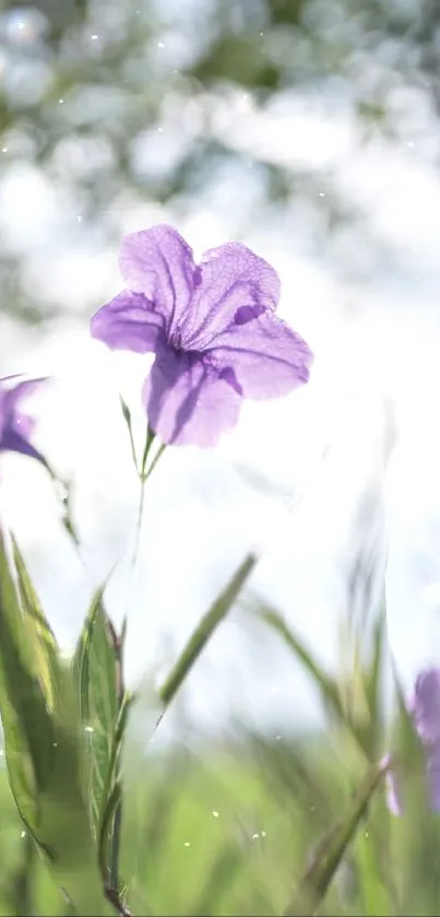 Purple flower in a soft-focus natural setting with sparkling light.