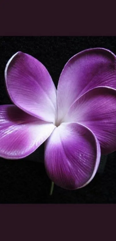 Purple flower with dark background wallpaper.