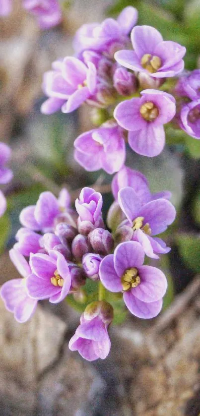 Close-up of purple flowers with green leaves on a rocky background.