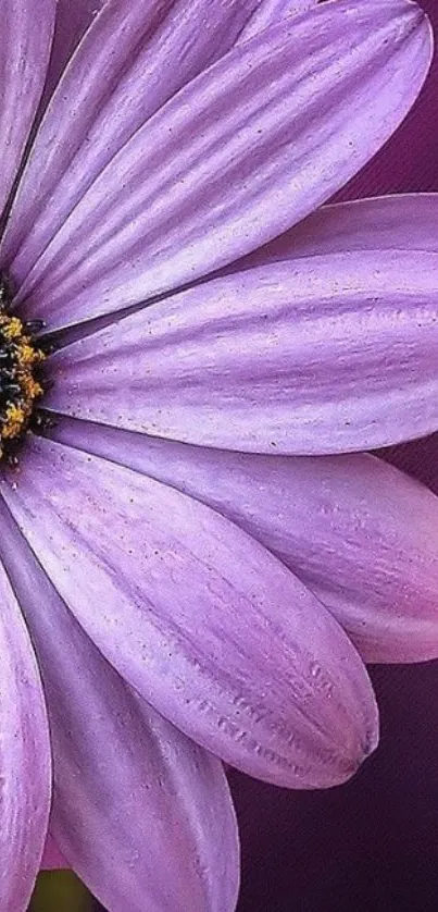 Close-up of a purple flower with petals.