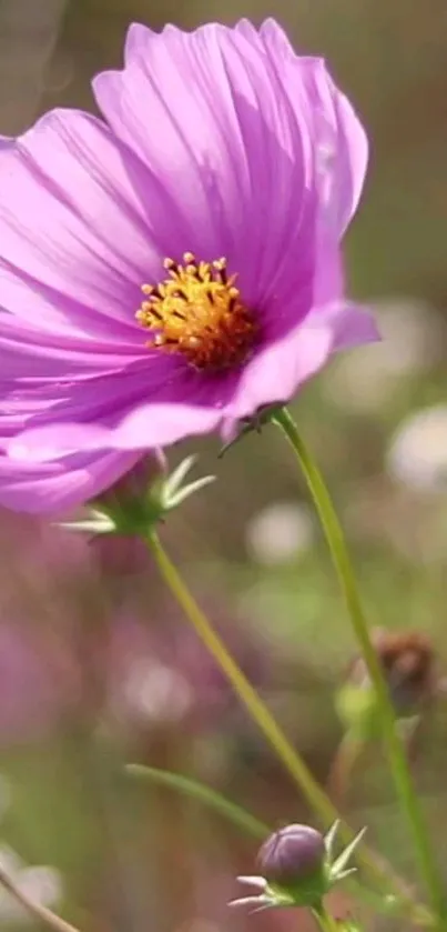 Purple flower with delicate petals and natural background.