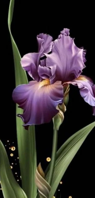 Detailed purple iris flower on a black background wallpaper.