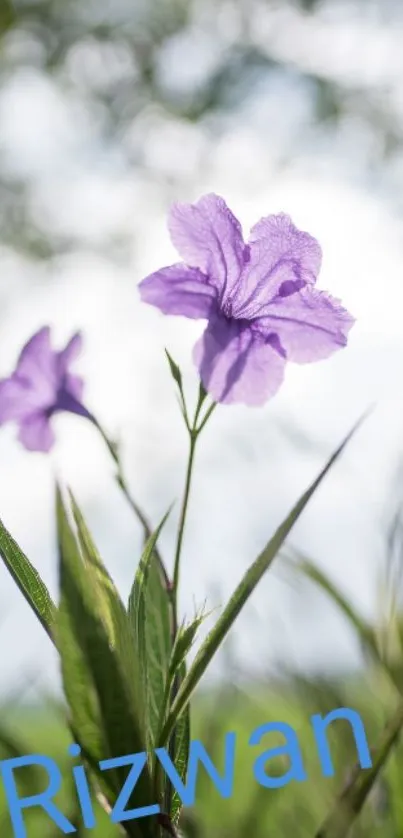 Purple flower under sky mobile wallpaper.