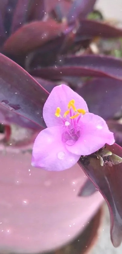 Close-up of a purple flower with dewdrops.