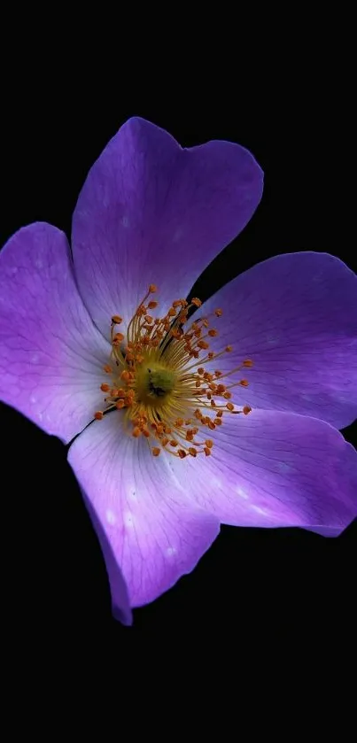 Purple flower against a dark background; mobile wallpaper.