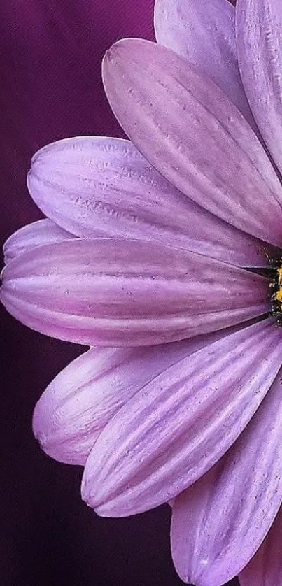 Close-up of a purple flower with detailed petals on a dark purple background.