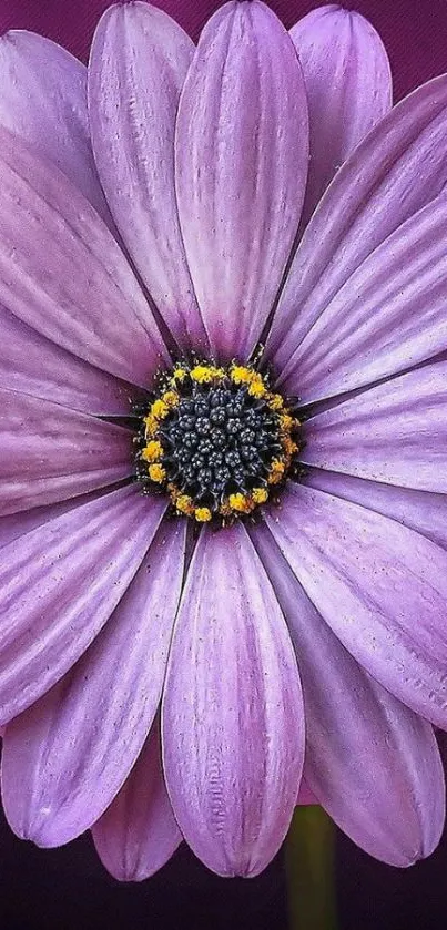 Close-up of a vibrant purple flower in full bloom with intricate petal details.