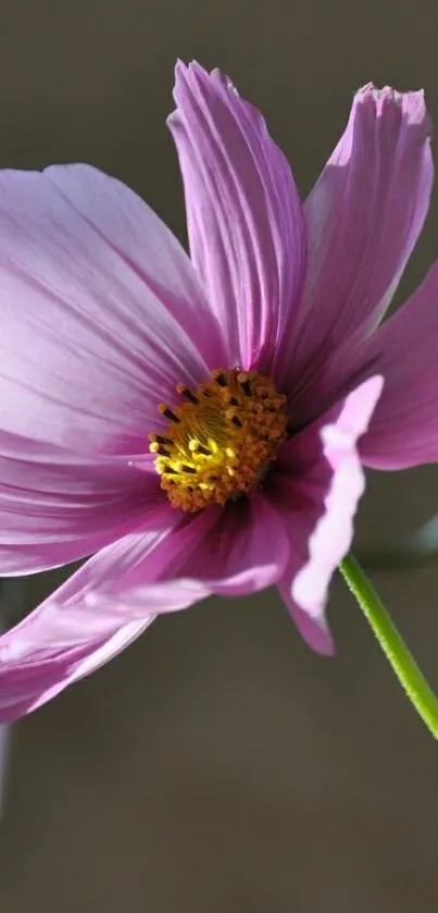 Close-up of a vibrant purple flower on a phone wallpaper.