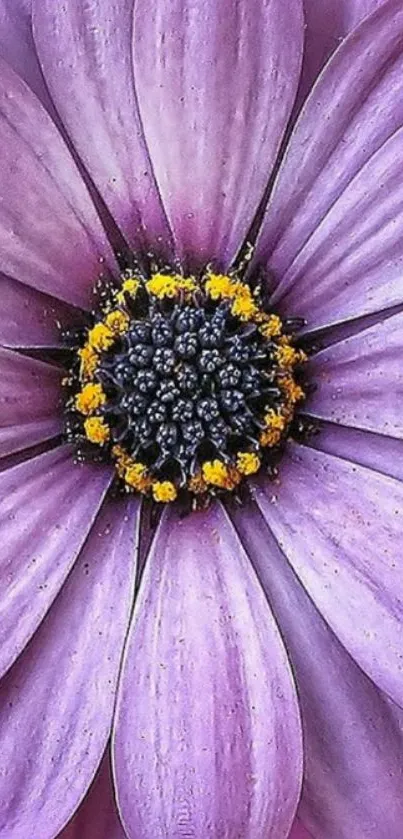 Close-up of a purple flower with detailed petals and yellow accents.